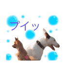 仲良し3兄弟犬 2（個別スタンプ：13）