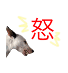 仲良し3兄弟犬 2（個別スタンプ：14）