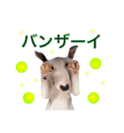 仲良し3兄弟犬 2（個別スタンプ：16）