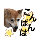 ぽてちゅのスタンプ（個別スタンプ：4）