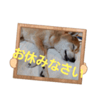 ぽてちゅのスタンプ（個別スタンプ：7）