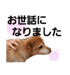 ぽてちゅのスタンプ（個別スタンプ：12）
