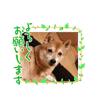 ぽてちゅのスタンプ（個別スタンプ：14）
