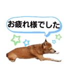 ぽてちゅのスタンプ（個別スタンプ：18）