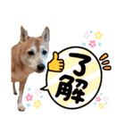 ぽてちゅのスタンプ（個別スタンプ：22）