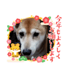 ぽてちゅのスタンプ（個別スタンプ：31）