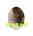 ちょこぴの日常（個別スタンプ：6）