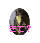 ちょこぴの日常（個別スタンプ：7）
