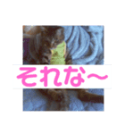 ちょこぴの日常（個別スタンプ：8）