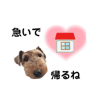ウェルシュテリア♡ジェリーさんの1日(23)（個別スタンプ：12）
