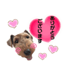 ウェルシュテリア♡ジェリーさんの1日(23)（個別スタンプ：15）