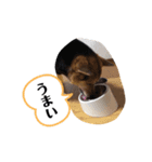 花‘s スタンプ3（個別スタンプ：5）