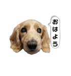 ☆ベルちゃんスタンプ☆（個別スタンプ：2）