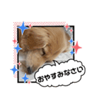 ☆ベルちゃんスタンプ☆（個別スタンプ：4）