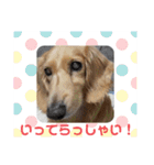 ☆ベルちゃんスタンプ☆（個別スタンプ：5）