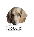☆ベルちゃんスタンプ☆（個別スタンプ：6）