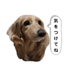 ☆ベルちゃんスタンプ☆（個別スタンプ：7）