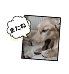☆ベルちゃんスタンプ☆（個別スタンプ：8）