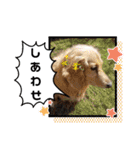 ☆ベルちゃんスタンプ☆（個別スタンプ：9）