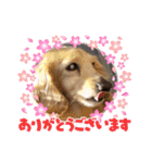 ☆ベルちゃんスタンプ☆（個別スタンプ：14）