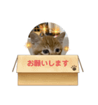 うさぎ＆ねこ写真スタンプ（個別スタンプ：22）