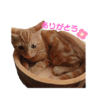 茶色いねこたち（個別スタンプ：16）