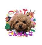 プードルのルビーちゃんとアレキくん（個別スタンプ：7）