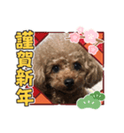 プードルのルビーちゃんとアレキくん（個別スタンプ：13）