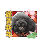 プードルのルビーちゃんとアレキくん（個別スタンプ：14）