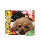 プードルのルビーちゃんとアレキくん（個別スタンプ：15）