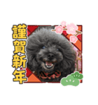 プードルのルビーちゃんとアレキくん（個別スタンプ：16）