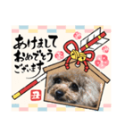 プードルのルビーちゃんとアレキくん（個別スタンプ：17）