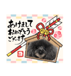 プードルのルビーちゃんとアレキくん（個別スタンプ：18）