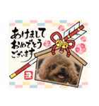 プードルのルビーちゃんとアレキくん（個別スタンプ：19）
