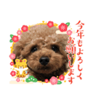 プードルのルビーちゃんとアレキくん（個別スタンプ：21）