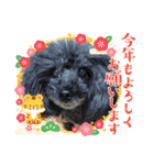 プードルのルビーちゃんとアレキくん（個別スタンプ：22）
