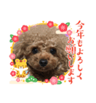 プードルのルビーちゃんとアレキくん（個別スタンプ：23）