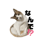 もふもふのおともだちたち（個別スタンプ：1）