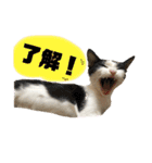 もふもふのおともだちたち（個別スタンプ：2）