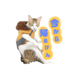 もふもふのおともだちたち（個別スタンプ：5）
