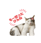 もふもふのおともだちたち（個別スタンプ：8）
