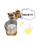 柴犬の ゆき丸♡ 敬語（個別スタンプ：7）