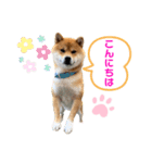 柴犬の ゆき丸♡ 敬語（個別スタンプ：11）