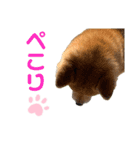柴犬の ゆき丸♡ 敬語（個別スタンプ：13）