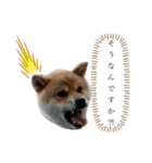 柴犬の ゆき丸♡ 敬語（個別スタンプ：15）