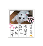 マルの可愛いしぐさ（個別スタンプ：1）