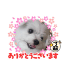 マルの可愛いしぐさ（個別スタンプ：2）