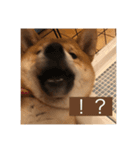 おちゃちゃ殿（個別スタンプ：1）