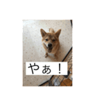 おちゃちゃ殿（個別スタンプ：2）