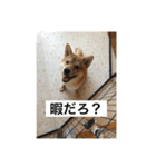 おちゃちゃ殿（個別スタンプ：3）